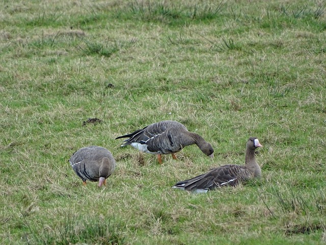 可能适得其 可能适得其